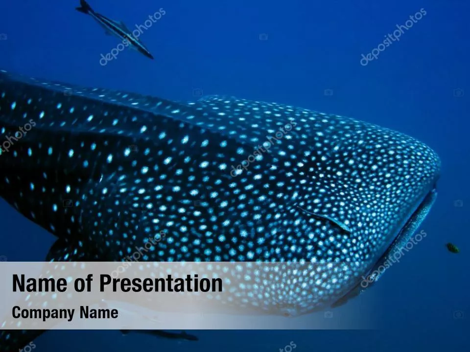 Whale Shark
