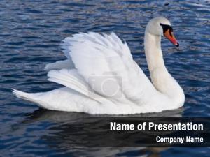 White Swan PowerPoint Template