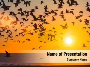 Flock PowerPoint Template