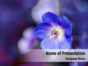 Blue Flower PowerPoint Template