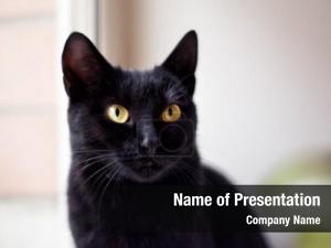 Beautiful Black Cat PowerPoint Template