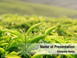 Young Tea Leaves PowerPoint Template