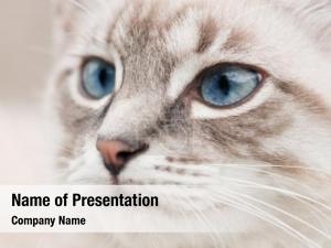 Cat with Blue Eyes