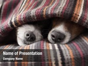 Dog Couple PowerPoint Template