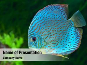 Discus Fish PowerPoint Template