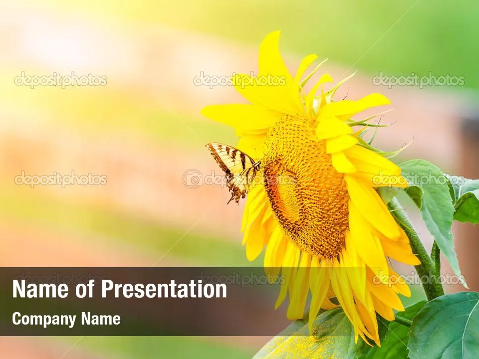 Butterfly on Sunflower