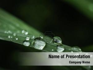 Water Drop on Leaves PowerPoint Template
