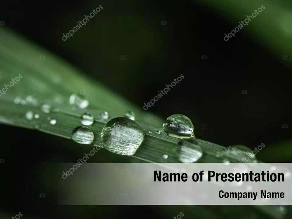 Water Drop on Leaves