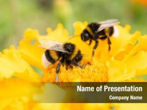Bumblebee on Flower PowerPoint Template