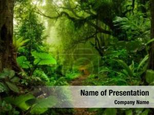 Tropical Rainforest PowerPoint Template