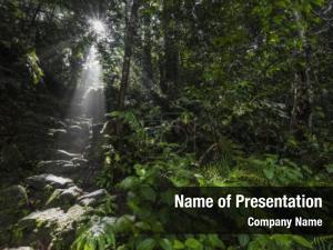Rainforest Sunrise PowerPoint Template