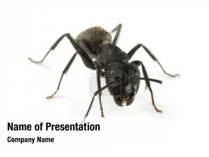 Black Ant PowerPoint Template