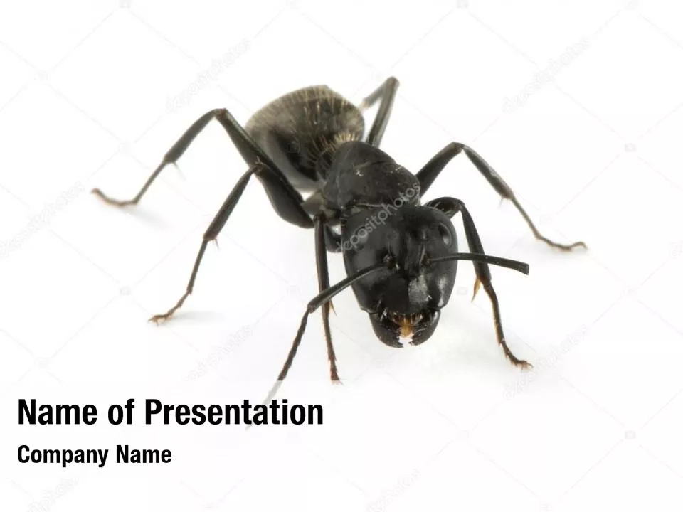 Black Ant
