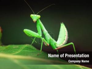Mantis PowerPoint Template