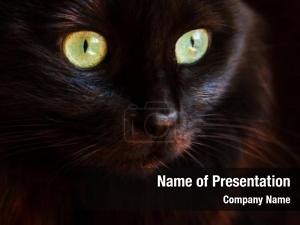Black Cat Snout PowerPoint Template