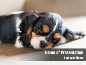 Cute Puppy PowerPoint Template