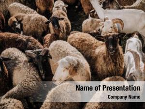 Sheep Flock PowerPoint Template