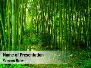 Bamboo