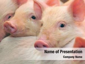 Pig