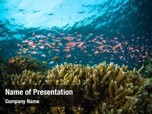 Underwater Photo of Coral Reef PowerPoint Template