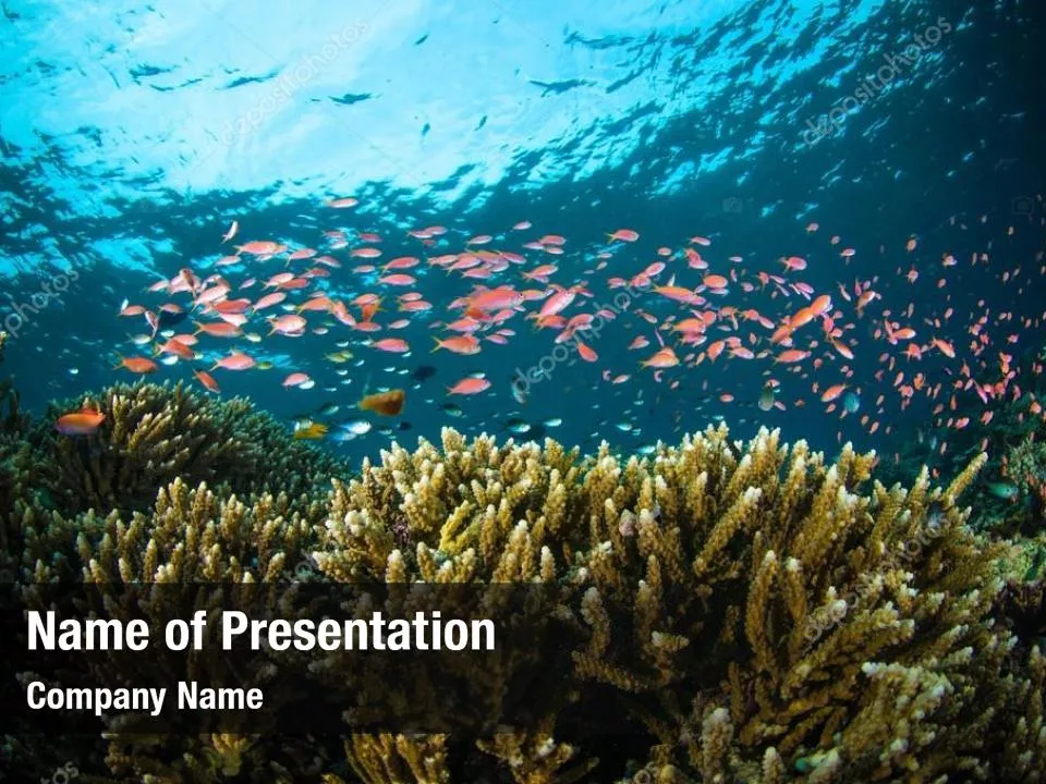 Underwater Photo of Coral Reef