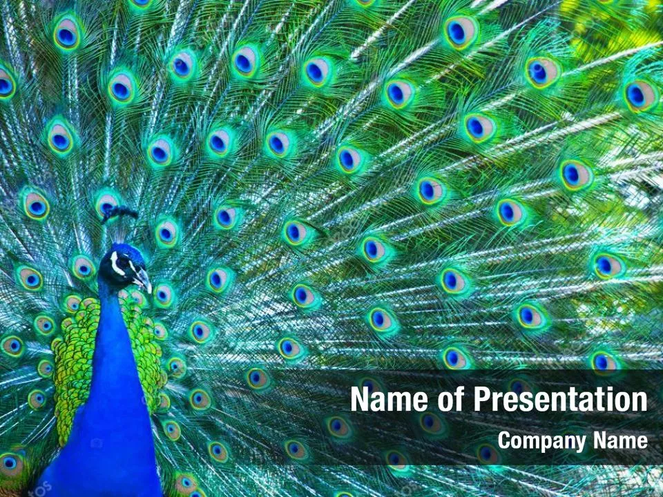 Peacock