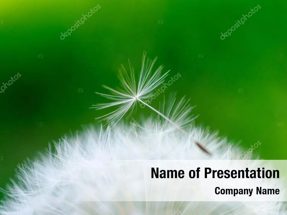 Closeup Photo of White Dandelion Flower
