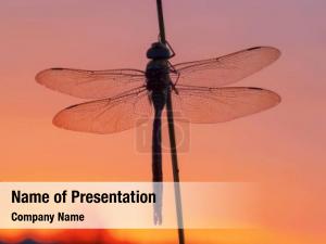 Dragonfly on a Stalk PowerPoint Template