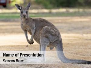 Kangaroo PowerPoint Template