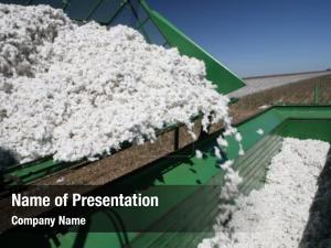 Cotton machine working harvest brazil