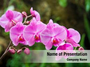 Orchid PowerPoint Template