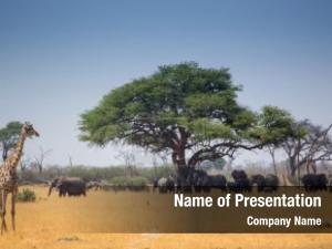 African Wildlife PowerPoint Template