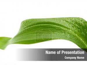 Shiny Green Leaf PowerPoint Template