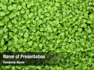 Green Plants Pattern