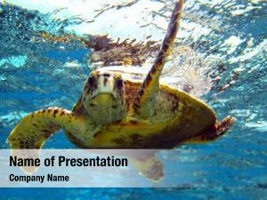Sea Turtle PowerPoint Template