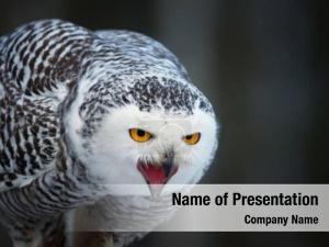 Snowy Owl
