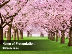  PowerPoint Template