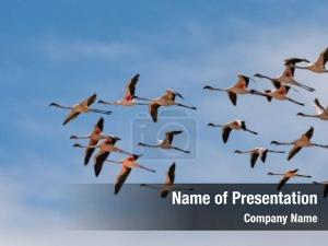 Flying Flamingo PowerPoint Template