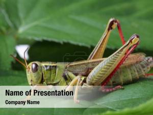 Grasshopper PowerPoint Template