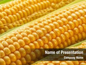 Ear Of Corn PowerPoint Template