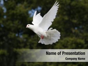 Flying Doves