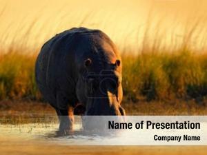 Hippopotamus PowerPoint Template