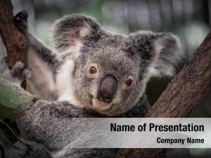 Koala PowerPoint Template