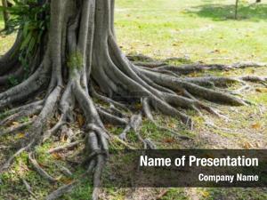 Tree Root