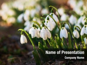 Snowdrop PowerPoint Template