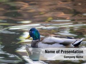 River Duck PowerPoint Template
