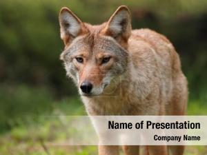 Coyote