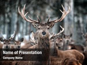 Deer PowerPoint Template