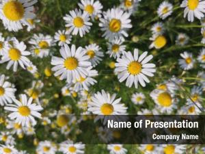 Chamomile