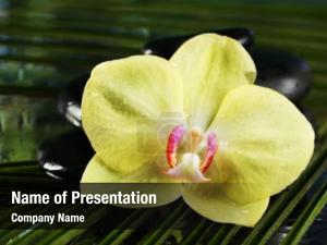 Yellow Flower In A Dark Blue Stones